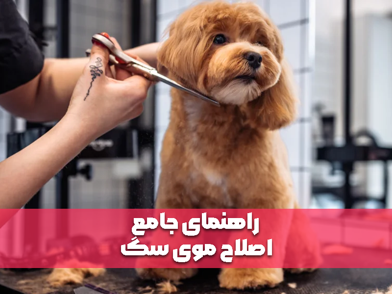 راهنمای جامع اصلاح موی سگ